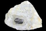 Detailed Gerastos Trilobite Fossil - Morocco #134086-5